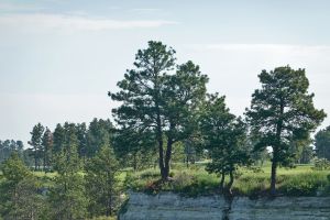 CapRock Ranch Logo Tree